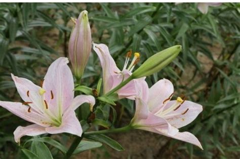 百合花是完全花嗎|百合花是不是完全花